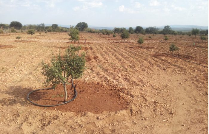 11Manejo de riego e instalaciones en plantaciones truferas