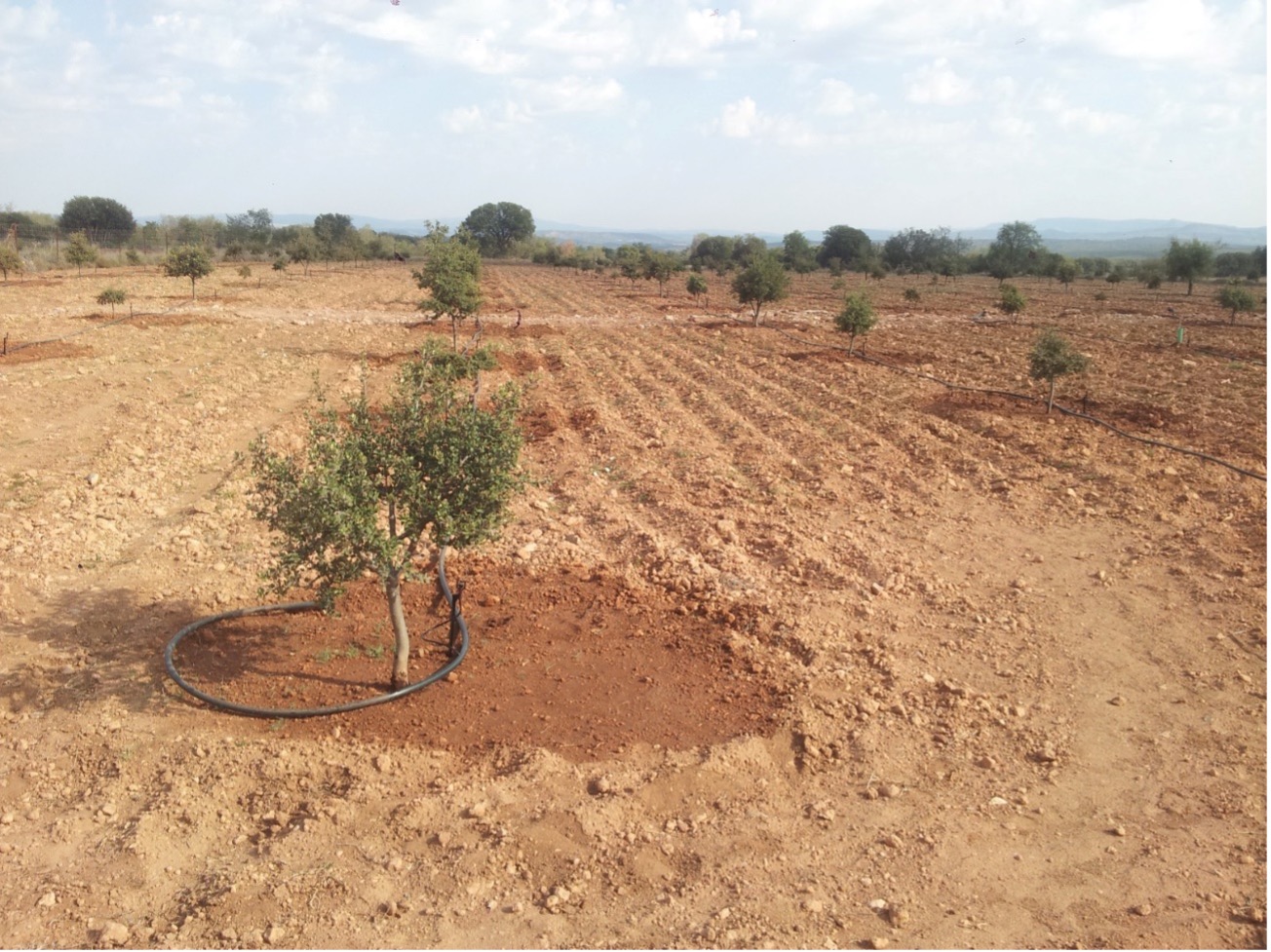 11Manejo de riego e instalaciones en plantaciones truferas